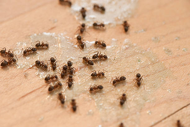 Best Affordable Pest Control Services  in Luray, VA