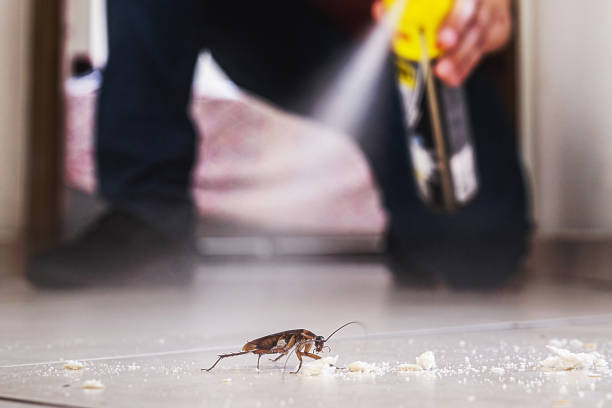 Best Flea Control Services  in Luray, VA